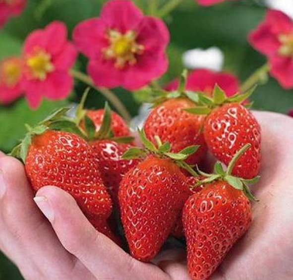 Земляника (клубника) 'Тоскана'