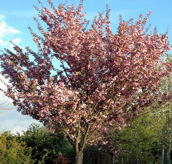 Вишня мелкопильчатая (сакура) 'Канзан'