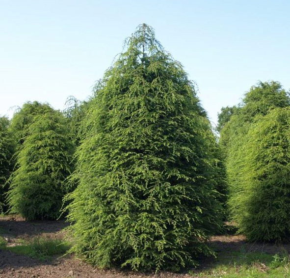 Тсуга канадская