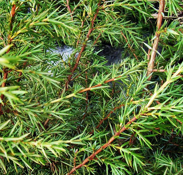 Можжевельник обыкновенный Суецика (Suecica)