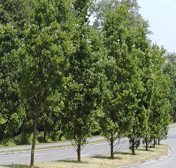 Дуб черешчатый 'Фастигиата Костер'