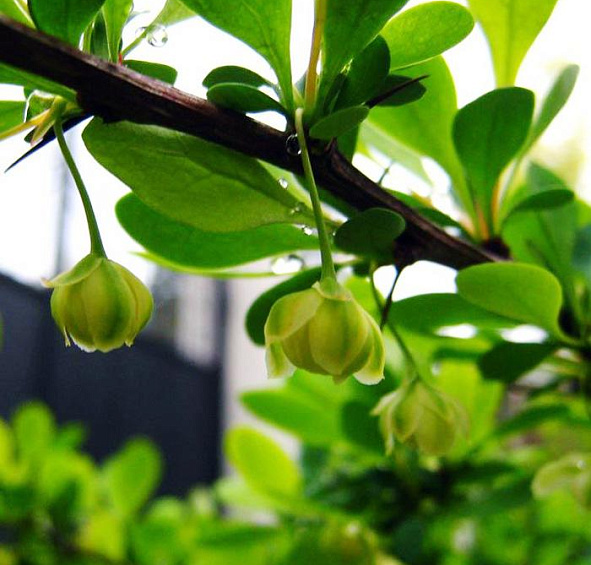 Барбарис Тунберга 'Келлерис'