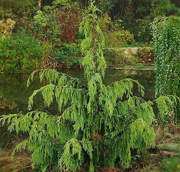 Кипарисовик нутканский 'Пендула'