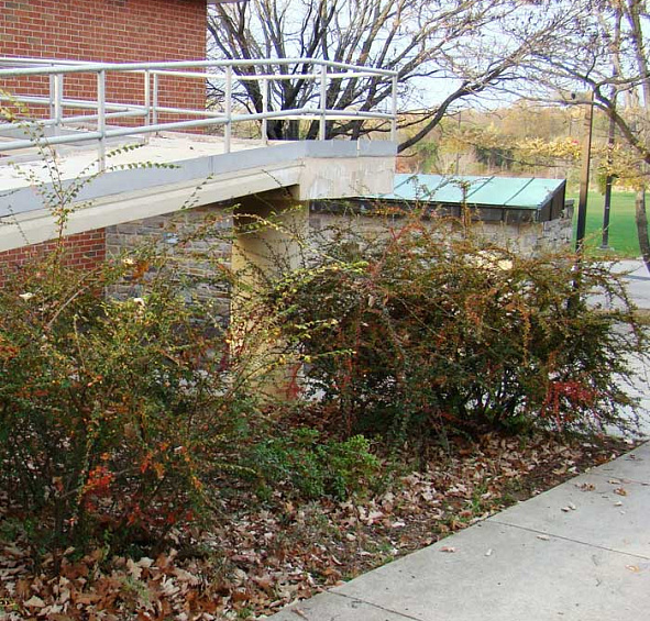 Кизильник растопыренный