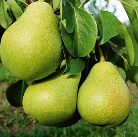 Груша 'Светлянка'