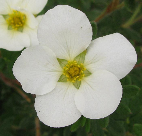 Лапчатка кустарниковая 'МакКейс Уайт'