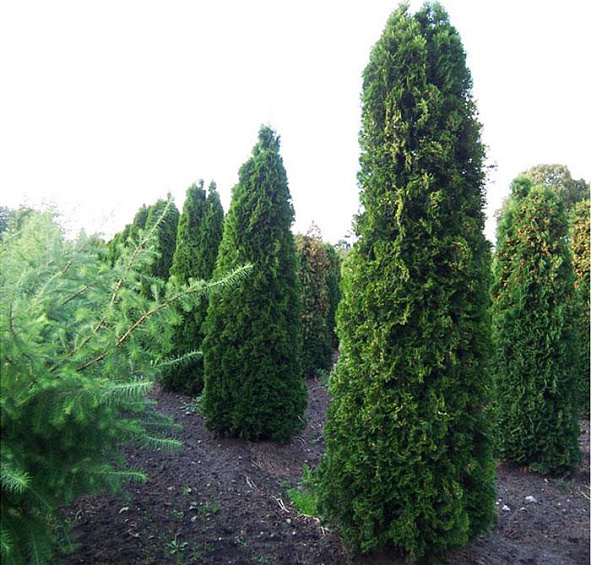 Туя западная 'Колумна'