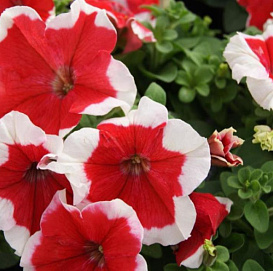 Петуния гибридная крупноцветковая компактная 'Лимбо GP Ред Пикоти' (красная с каймой)