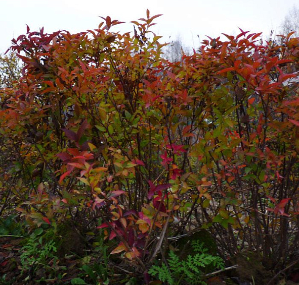 Спирея японская 'Манон'
