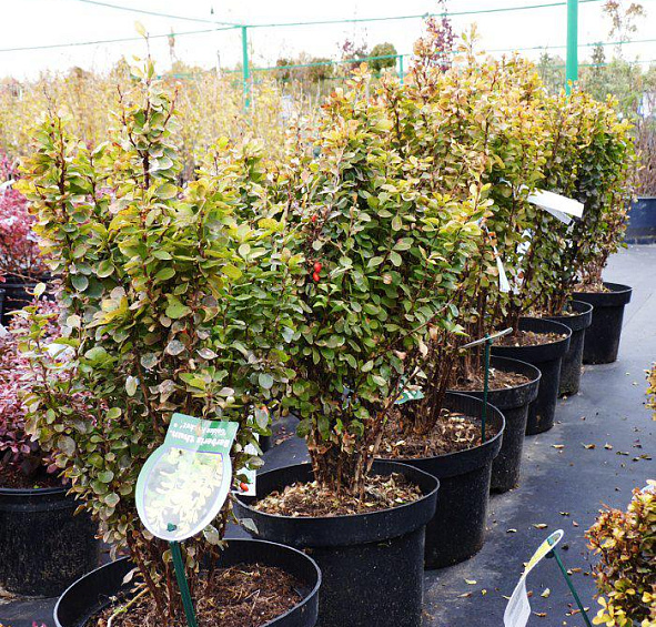 Барбарис Тунберга 'Голден Рокет'