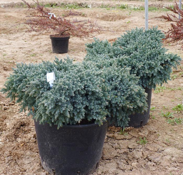 Можжевельник чешуйчатый 'Блу Стар'