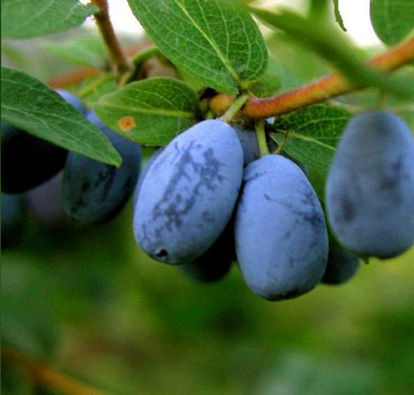 Жимолость съедобная 'Нимфа'