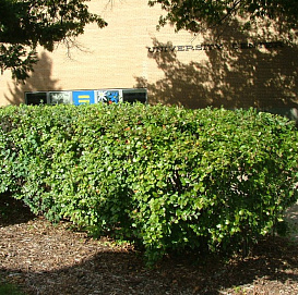 Кизильник блестящий