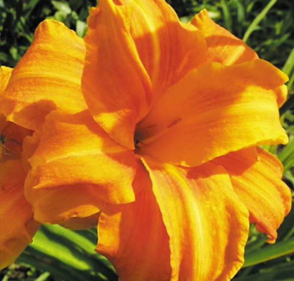 Лилейник гибридный Бандолеро (Bandolero)