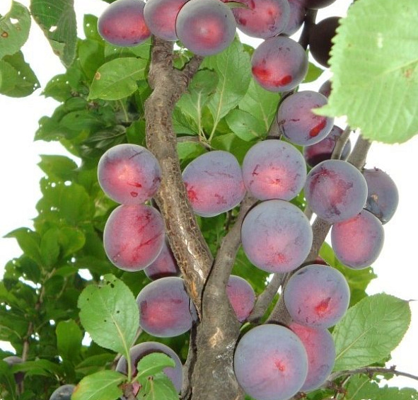 Алыча колоновидная