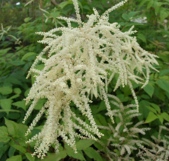 Волжанка двудомная