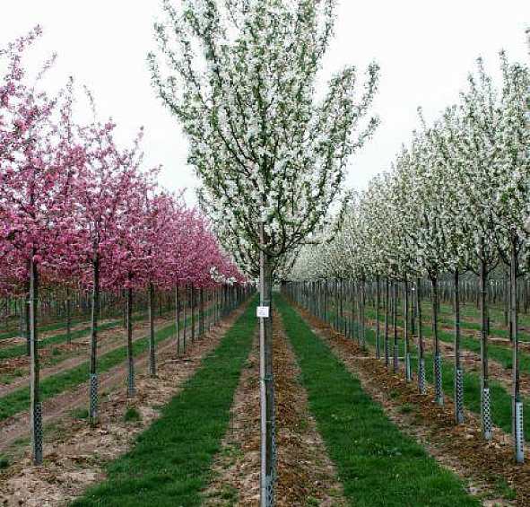 Яблоня декоративная 'Стрит Парад'