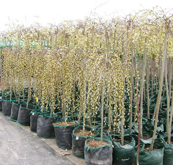 Ива козья 'Пендула'