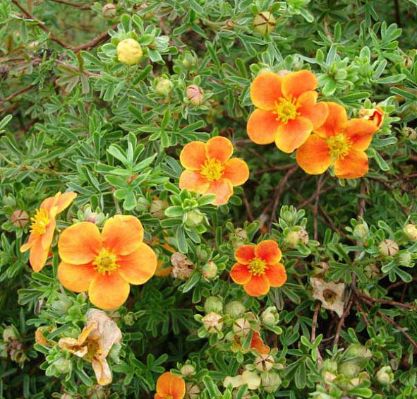 Лапчатка кустарниковая 'Хоплейс Оранж'
