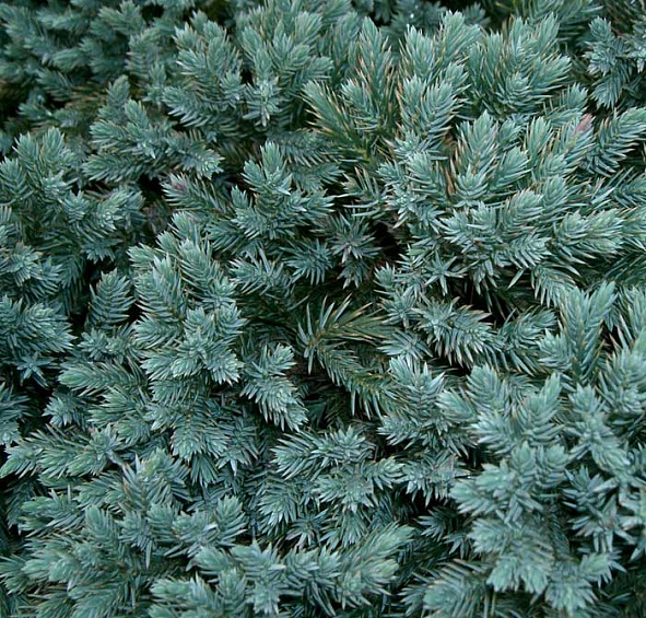 Можжевельник чешуйчатый 'Блу Стар'