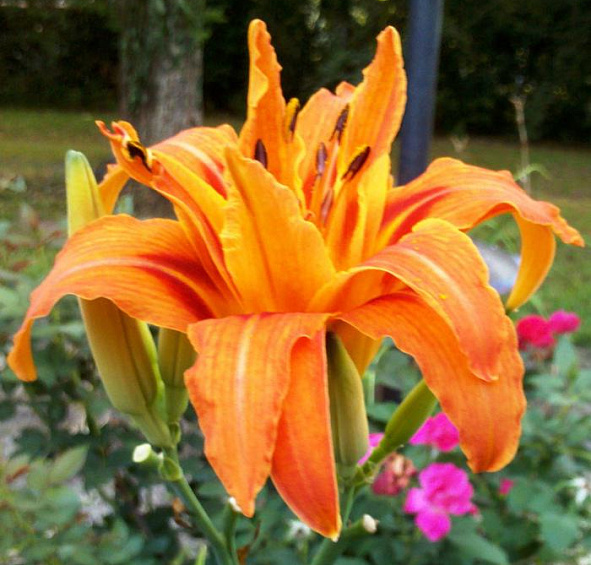 Лилейник Кванзо