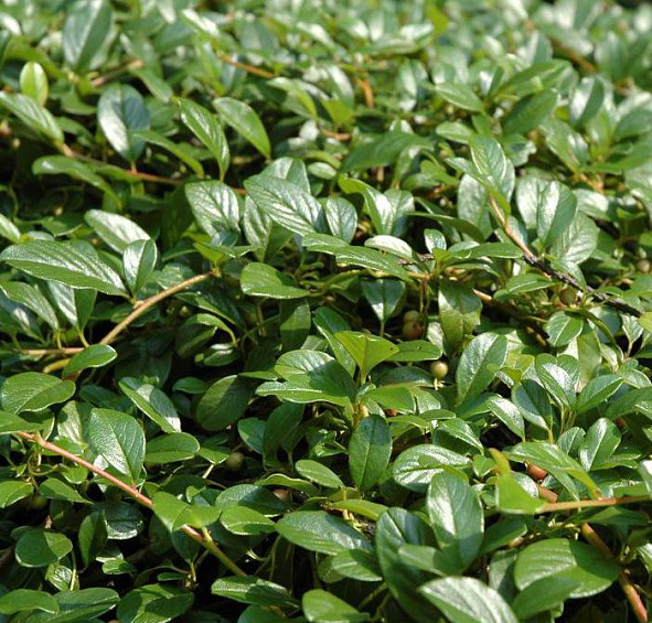 Кизильник Даммера 'Майор'