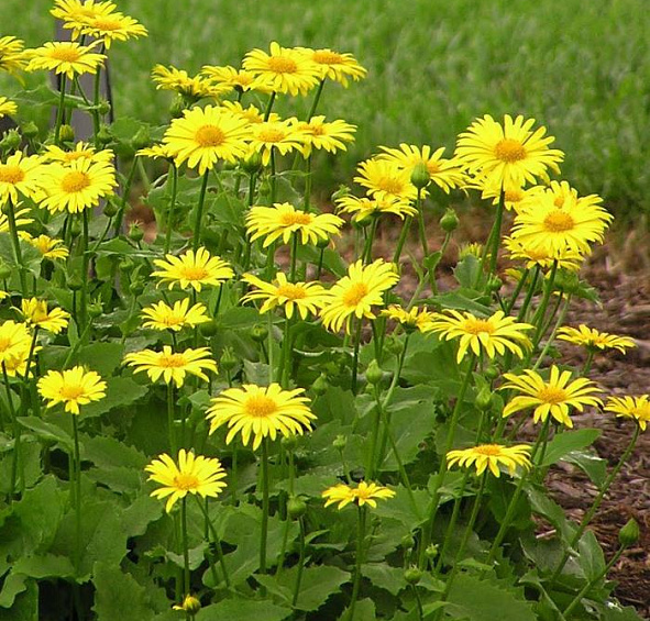 Дороникум восточный