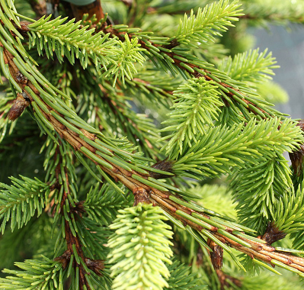 Ель обыкновенная (европейская) 'Акрокона'