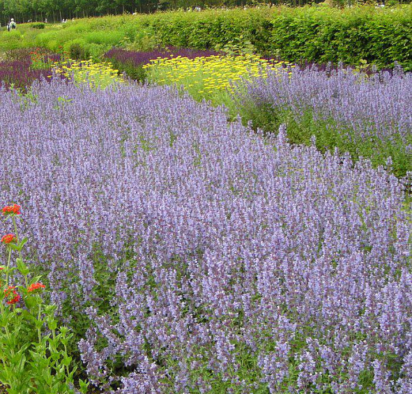 Котовник Фассенa 'Сикс Хиллз Гиант'
