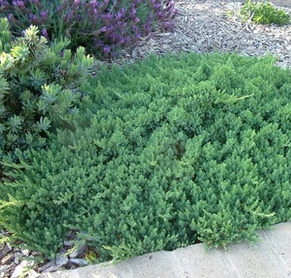 Можжевельник прибрежный 'Блу Пасифик'