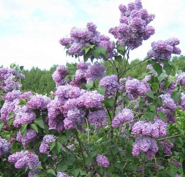 Сирень обыкновенная 'Мечта' (сине -лиловая)