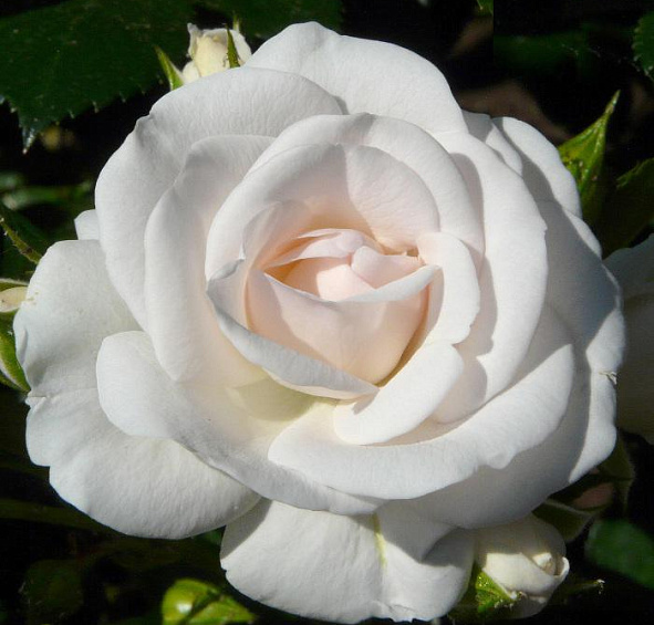 Роза 'Аспирин' (флорибунда) (кремово - персиковая)