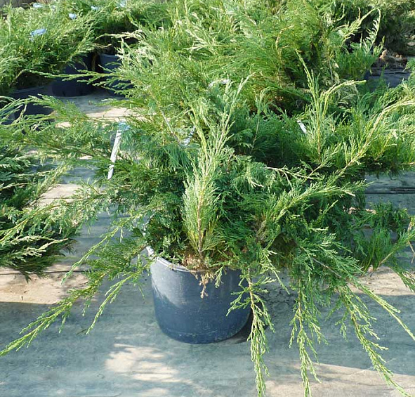 Можжевельник казацкий 'Глаука'