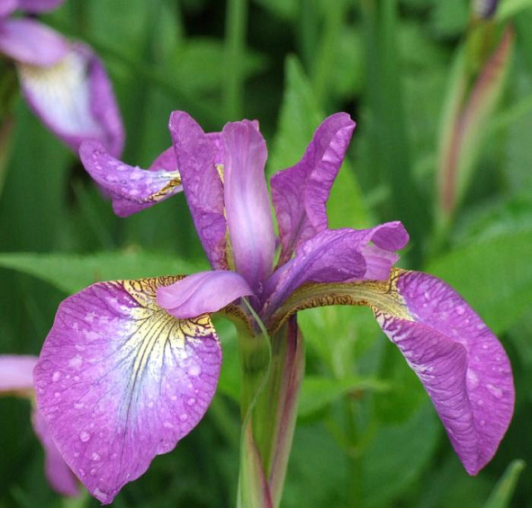 Ирис сибирский 'Спарклин Роуз'
