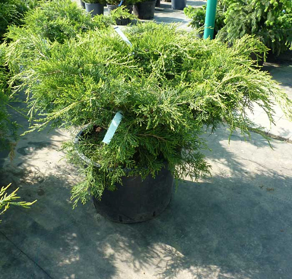 Можжевельник пфитцериана 'Пфитцериана Аурея'