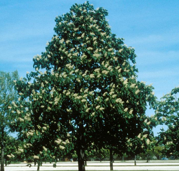 Каштан конский 'Фастигиата'