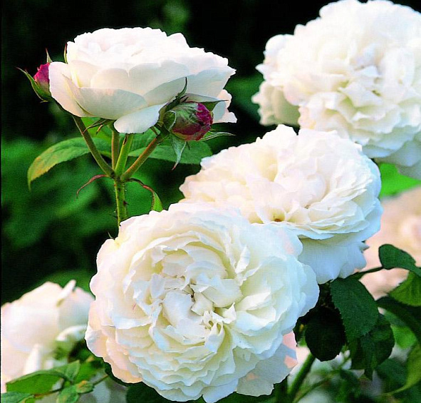 Роза Винчестер Кафедрал (Winchester Cathedral)