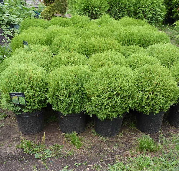 Туя западная 'Тини Тим'