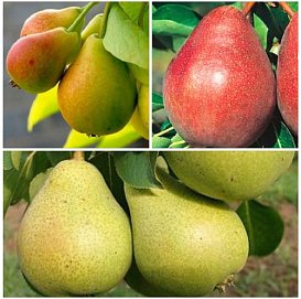 Груша 'Осенняя Яковлева/Просто Мария/Кармен' (тройная прививка)