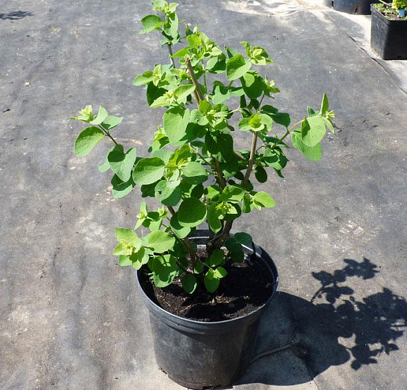 Снежноягодник Доренбоза 'Уайт Хедж'