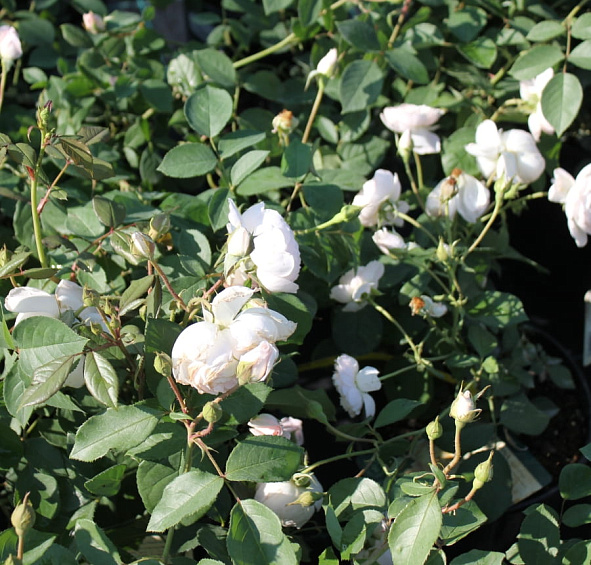 Роза 'Дездемона' (парковая) (бело - кремовая)