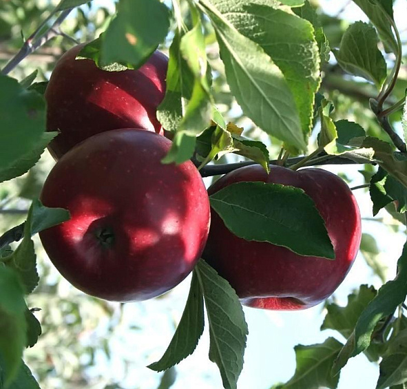 Яблоня домашняя
