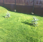 Галерея проектов: КП Сосновка Парк Ель голубая посадка