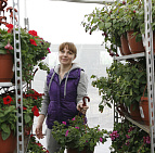 Фотоальбом Сирень ПОБЕДЫ 2015 Сирень ПОБЕДЫ 2015