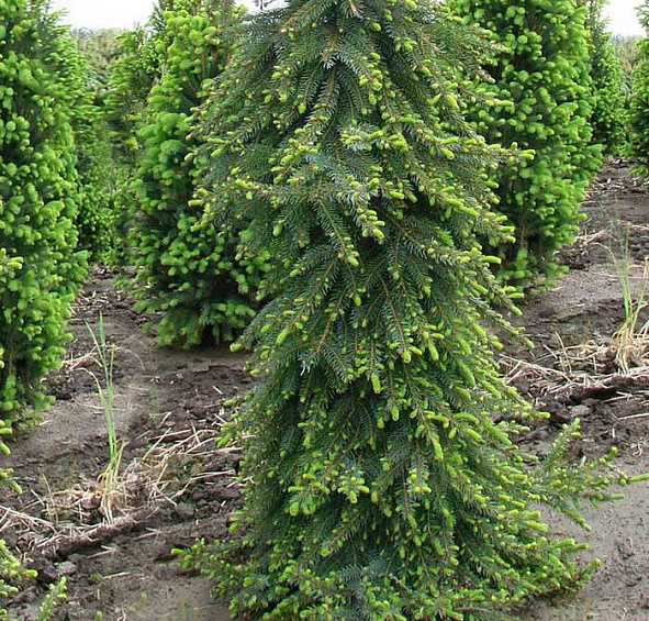 Ель сербская Пендула Брунс (Pendula Bruns)