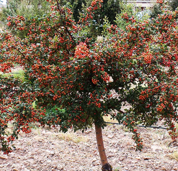 Боярышник однопестичный Компакта (Compacta)