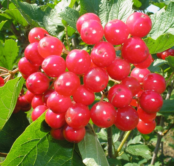 Калина плодовая 'Гранатовый браслет'