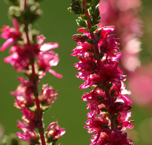 Вереск обыкновенный 'Дарк Бьюти' (вишневый)