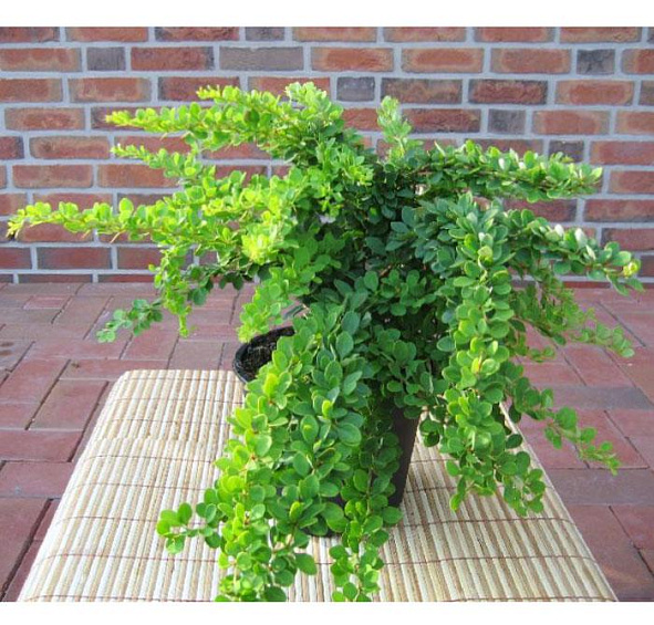 Барбарис Тунберга 'Грин Карпет'