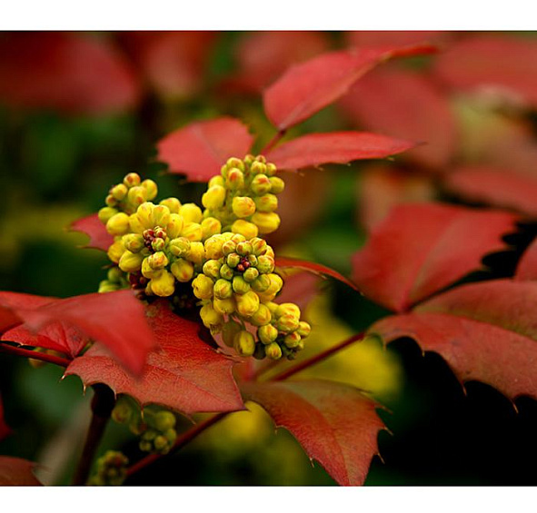 Магония падуболистная